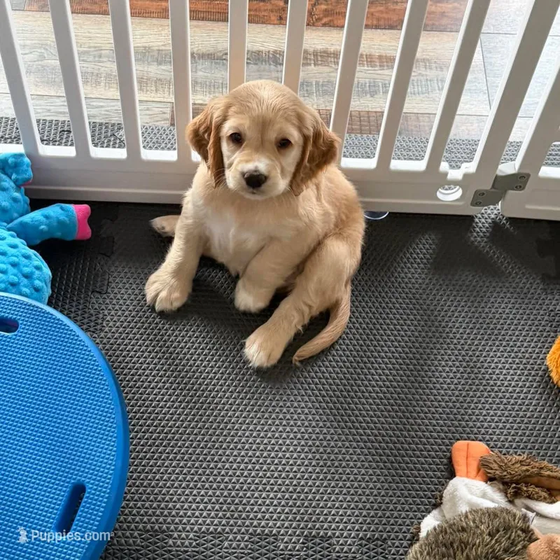 Yellow Collar – Golden Cocker Retriever puppy for sale in Altamont, IL