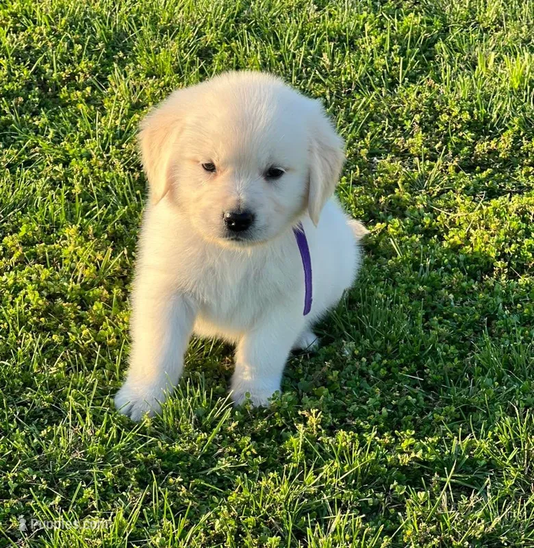 Tessa x Bear Purple Collar – Golden Retriever puppy for sale in Altamont, IL