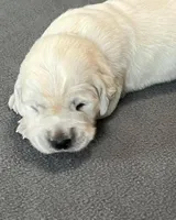 Gray Collar , a male Golden Retriever for sale in Altamont, IL – Photo 9 of 10