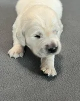 Gray Collar , a male Golden Retriever for sale in Altamont, IL – Photo 5 of 10