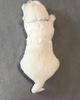 Gray Collar , a male Golden Retriever for sale in Altamont, IL – Photo 7 of 10