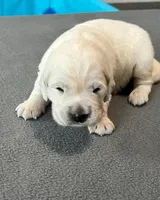 Gray Collar , a male Golden Retriever for sale in Altamont, IL – Photo 6 of 10