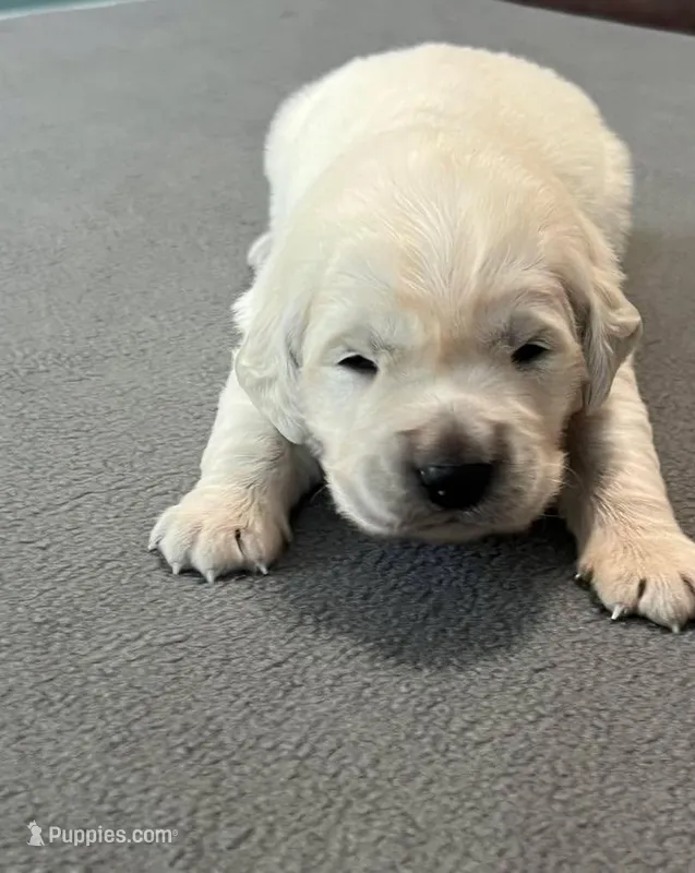 Gray Collar  – Golden Retriever puppy for sale in Altamont, IL