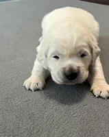 Gray Collar , a male Golden Retriever for sale in Altamont, IL – Photo 1 of 10