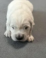 Gray Collar , a male Golden Retriever for sale in Altamont, IL – Photo 3 of 10