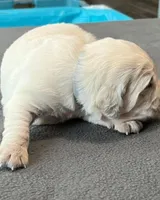 Gray Collar , a male Golden Retriever for sale in Altamont, IL – Photo 10 of 10
