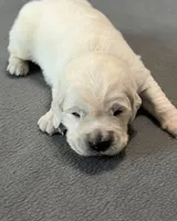 Gray Collar , a male Golden Retriever for sale in Altamont, IL – Photo 4 of 10