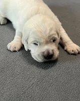 Gray Collar , a male Golden Retriever for sale in Altamont, IL – Photo 2 of 10