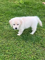Tessa x Bear Yellow Collar, a female Golden Retriever for sale in Altamont, IL – 10 of 10