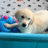 Pink Collar , a female Golden Retriever for sale in Altamont, IL – 8 of 10