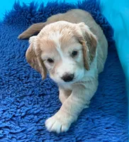 Blue Collar , a male Golden Cocker Retriever for sale in Altamont, IL – 3 of 10