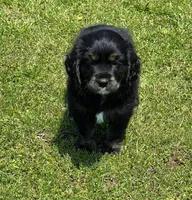 Black with tan and white, a male Golden Cocker Retriever for sale in Altamont, IL – 4 of 10