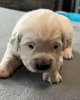 Yellow Collar, a female Golden Retriever for sale in Altamont, IL – Photo 8 of 10