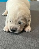 Yellow Collar, a female Golden Retriever for sale in Altamont, IL – Photo 3 of 10