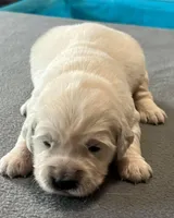 Yellow Collar, a female Golden Retriever for sale in Altamont, IL – Photo 4 of 10