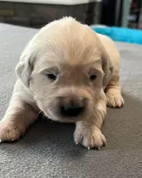 Yellow Collar, a female Golden Retriever for sale in Altamont, IL – Photo 7 of 10