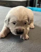 Yellow Collar, a female Golden Retriever for sale in Altamont, IL – Photo 6 of 10