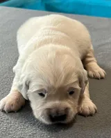 Yellow Collar, a female Golden Retriever for sale in Altamont, IL – Photo 5 of 10