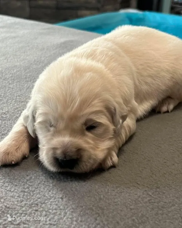 Yellow Collar – Golden Retriever puppy for sale in Altamont, IL