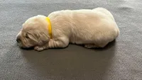 Yellow Collar, a female Golden Retriever for sale in Altamont, IL – Photo 9 of 10
