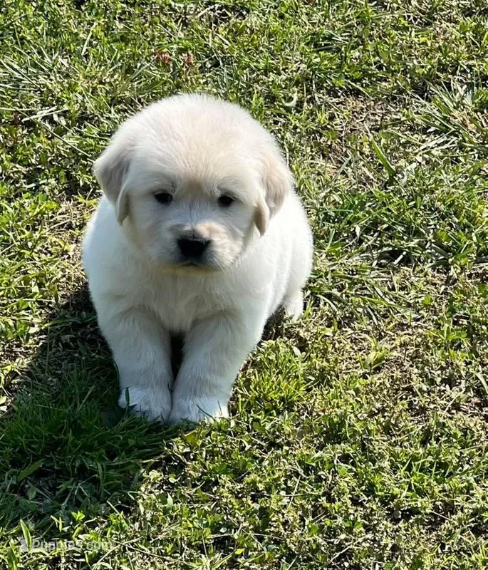 Yellow Collar – Golden Retriever puppy for sale in Altamont, IL