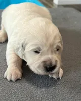 Yellow Collar, a female Golden Retriever for sale in Altamont, IL – Photo 2 of 10