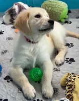 Pink Collar , a female Golden Retriever for sale in Altamont, IL – 6 of 10