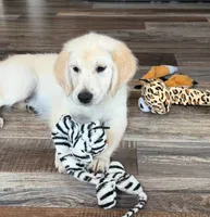 Tessa x Bear (Pink), a female English Cream Golden Retriever for sale in Altamont, IL – 6 of 10