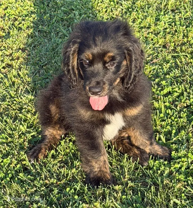 Black with tan and white – Golden Cocker Retriever puppy for sale in Altamont, IL