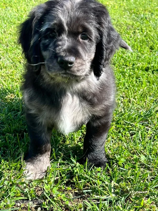 Blue Merle  – Golden Cocker Retriever puppy for sale in Altamont, IL