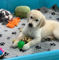 Tessa x Bear Pink Collar, a female English Cream Golden Retriever for sale in Altamont, IL – 4 of 10