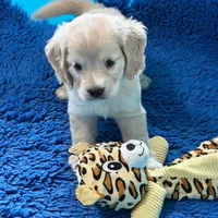 Green Collar , a male Golden Cocker Retriever for sale in Altamont, IL – 9 of 10