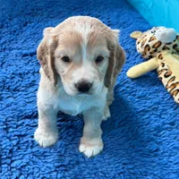 Blue Collar , a male Golden Cocker Retriever for sale in Altamont, IL – 9 of 10