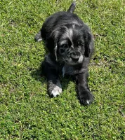 Blue Merle , a male Golden Cocker Retriever for sale in Altamont, IL – 6 of 10