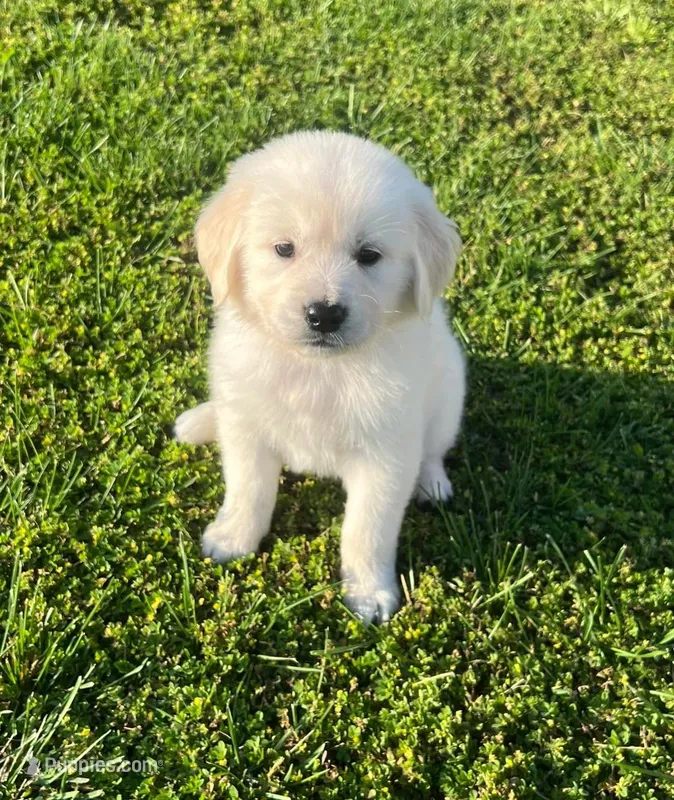 Tessa x Bear Red Collar – Golden Retriever puppy for sale in Altamont, IL