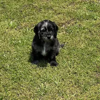 Blue Merle , a male Golden Cocker Retriever for sale in Altamont, IL – 7 of 10