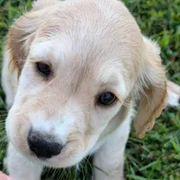 Yellow Collar, a female Golden Cocker Retriever for sale in Altamont, IL – 4 of 10