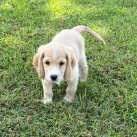 Gray Collar , a male Golden Cocker Retriever for sale in Altamont, IL – 7 of 10