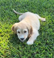 Yellow Collar, a female Golden Cocker Retriever for sale in Altamont, IL – 9 of 10