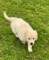 Tessa x Bear Pink Collar, a female Golden Retriever for sale in Altamont, IL – 7 of 10