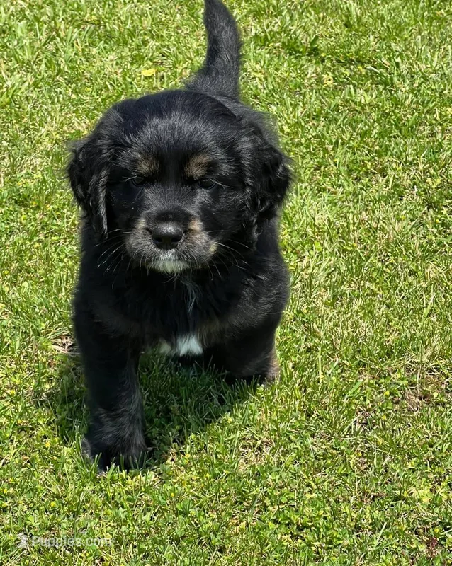 Black with tan and white – Golden Cocker Retriever puppy for sale in Altamont, IL