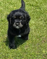 Black with tan and white, a male Golden Cocker Retriever for sale in Altamont, IL – 1 of 10