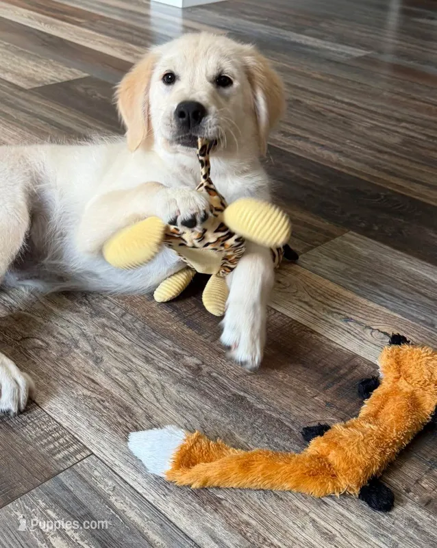 Tessa x Bear Pink Collar – English Cream Golden Retriever puppy for sale in Altamont, IL