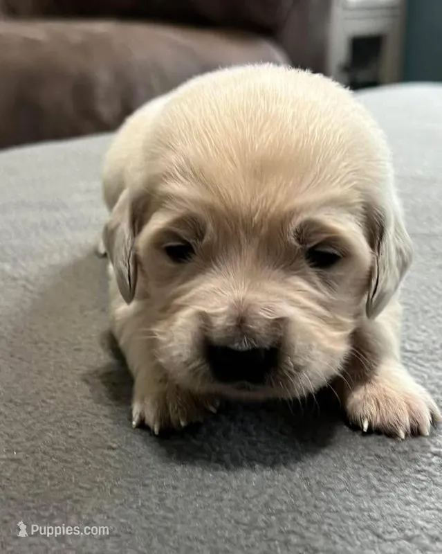 Tessa x Bear Teal Collar – Golden Retriever puppy for sale in Altamont, IL