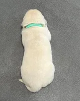 Tessa x Bear Teal Collar, a female Golden Retriever for sale in Altamont, IL – Photo 4 of 6