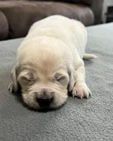Tessa x Bear Teal Collar, a female Golden Retriever for sale in Altamont, IL – Photo 2 of 6