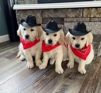 Tessa Puppies, a  English Cream Golden Retriever for sale in Altamont, IL – Photo 5 of 10