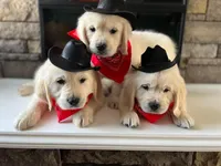 Tessa Puppies, a  English Cream Golden Retriever for sale in Altamont, IL – Photo 10 of 10