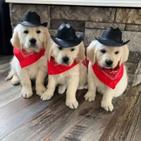 Tessa Puppies, a  English Cream Golden Retriever for sale in Altamont, IL – Photo 7 of 10