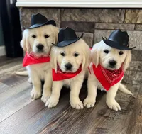 Tessa Puppies, a  English Cream Golden Retriever for sale in Altamont, IL – Photo 6 of 10